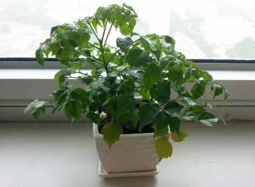花儿科技